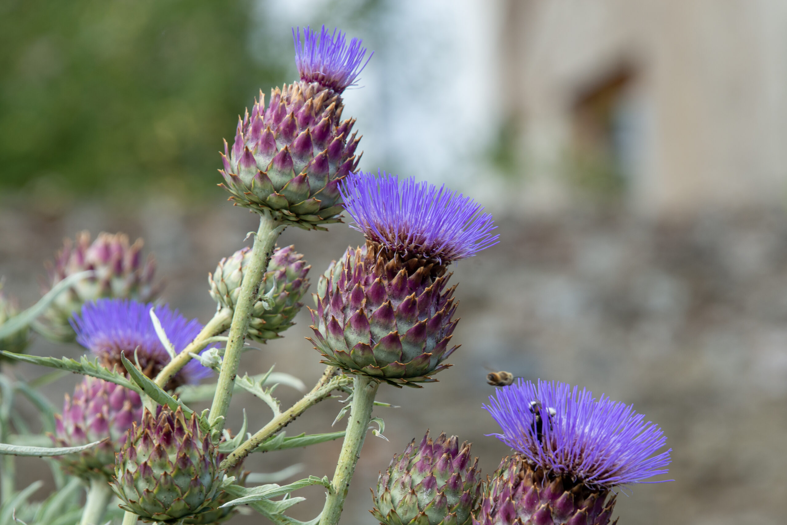 Visite du Jardin de curé et Resto “Le CINQ”